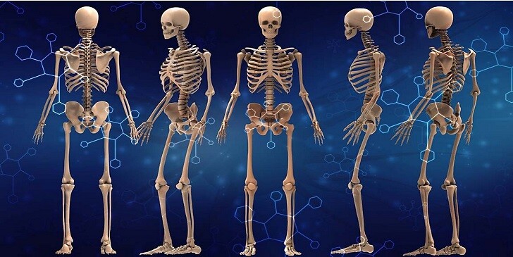 Bones & Joints Trivia Quiz: How Strong Is Your Skeleton?