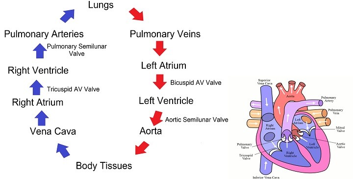 Circulatory System Quiz: Can You Follow the Path of Blood?