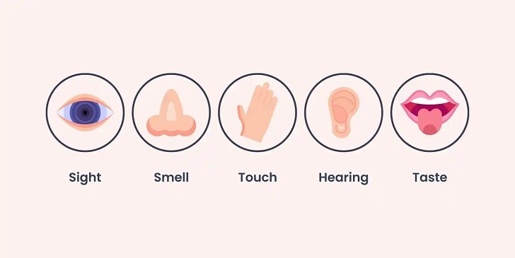 The Five Senses Quiz: How Sharp Are Your Senses?