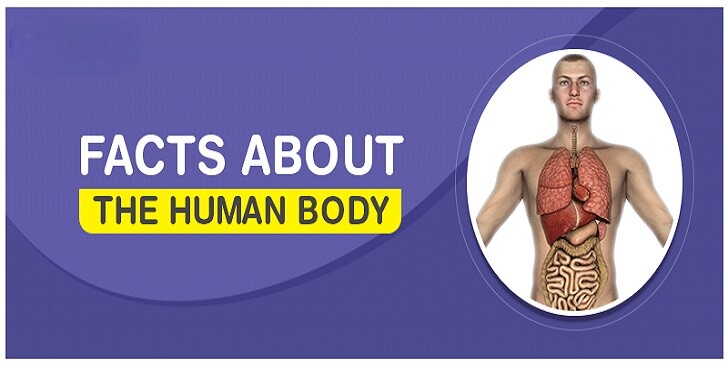 Human Body Fun Facts Quiz: How Much Do You Know About Your Body?