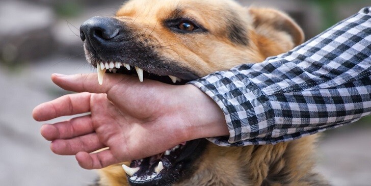 Rabies Quiz: How Dangerous Is It Really?