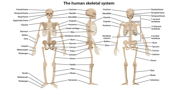 Skeletal System Quiz: How Many Bones Can You Name?