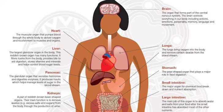 Organ Personality Quiz: Which Body Organ Matches You?