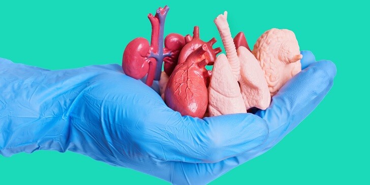 Organ Transplant Quiz: Do You Know the Rules?